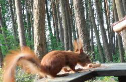 Domek letniskowy "Wiewiórka" - Foto 22