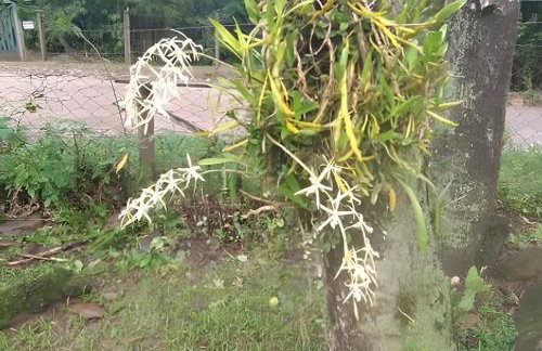 Chácara Morretes Arraial - Piscina e Rio - Photo 58