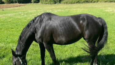 Ferienwohnung am Möhntal - Foto 3