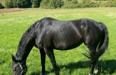 Ferienwohnung am Möhntal - Foto 3