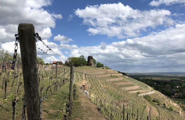 "weinberg Uitzicht" in het Felix Huis - Foto 25