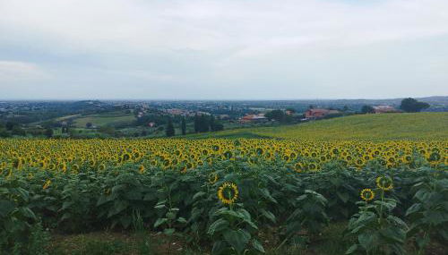 Conchiglia D'oro - Foto 5