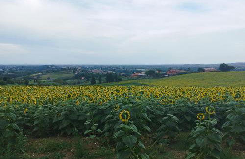 Conchiglia D'oro - Foto 5
