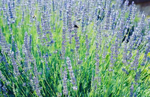 Pfalz-Dorfhaus - Foto 25