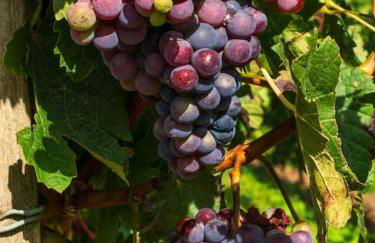 Unter den Reben - Foto 22