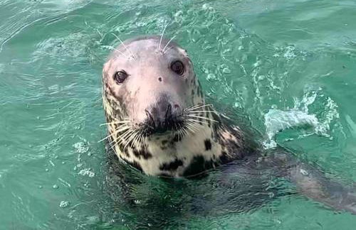 Cosy cottage between Penzance and St Ives - Foto 36