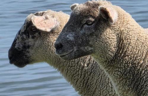 Apartment Landskron by Interhome - Foto 27