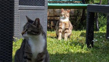 Apartments Glam - Foto 4, Garden view