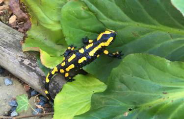 Luxus Ferienhäuser Chalets zum Ilsetal mit Kamin & Sauna in Ilsenburg im Harz - Foto 46