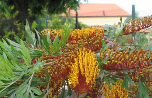 Quinta Sobral Prestige - Rustic House - Photo 43