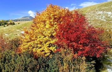 Casa Pirinea Ordesa - Foto 14