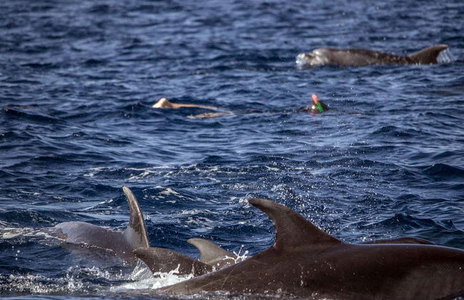 Swimming with Dolphins in Vila Franca do Campo - Photo 8