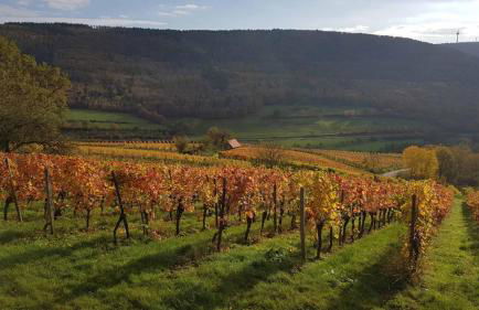 Gästezimmer-Apartment Heidi Hönl - Foto 14