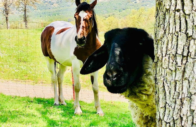 Off-grid 1-bed Cabin in Yokuts Valley - Foto 10