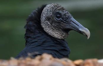 The Gemini-a dreamy, waterfront tiny cabin - Foto 38