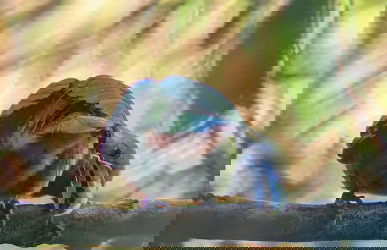 Campos de Oro Wilderness Lodge - Photo 33