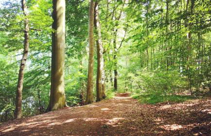 Ferienhaus SeeWaldMeer am Pinnower See bei Schwerin - Foto 26