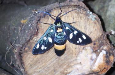 Borgo Buciardella - Foto 11