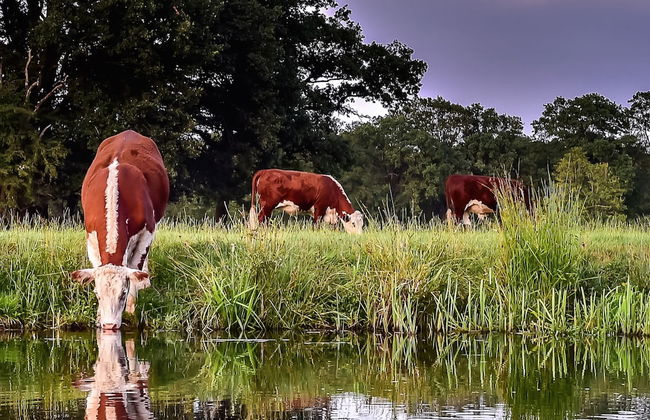 Wellness Lodge With Sauna and Wonderful Views - Foto 65