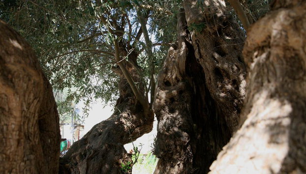 Troodos-Gebirge - Tour ab Paphos - Foto 5