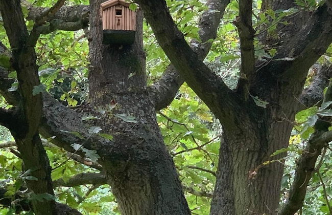 Starry Meadow - Foto 23