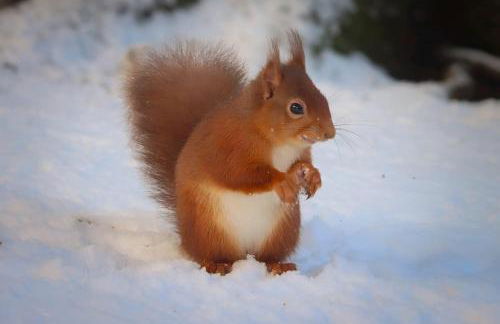 Loch Ness Hideaway Pod - Foto 30