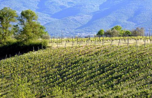 Agriturismo il Pino - Bioagricoltura - Photo 63