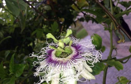 Quinta Parque Nacional Peneda Geres - Foto 18