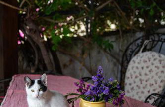 Beetle Villa retro country house - Foto 36