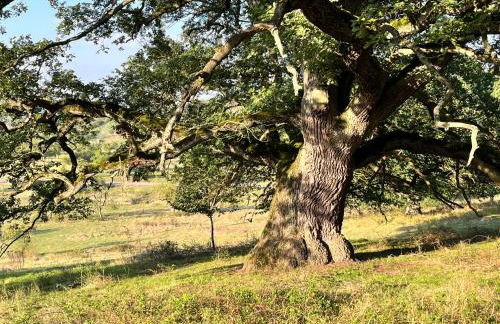Ferienhaus Ickelhaus 1 - Foto 39