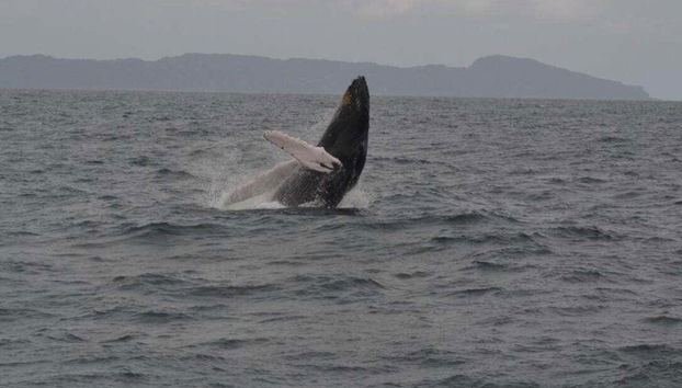 The bay of Samana is home to huge cetaceans