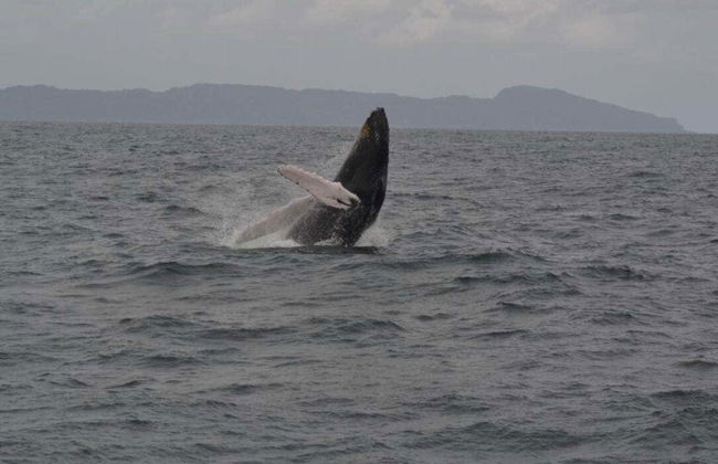 Avistamiento de ballenas en Samaná - Foto 5