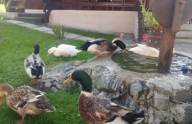 Apartment Sarganska Osmica 8 - Photo 6