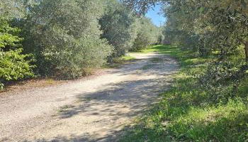 Les oliviers - Foto 4, Garden