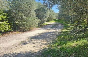 Les oliviers - Foto 4