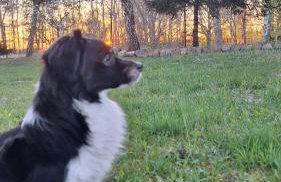 Sielanka Wydmy i Las - Foto 14