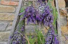 Agriturismo Mondo - Foto 14