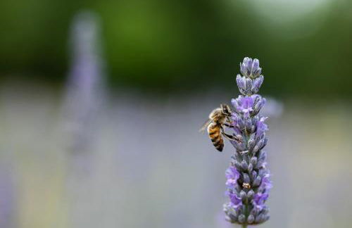 Agriturismo Alchimista - Foto 50