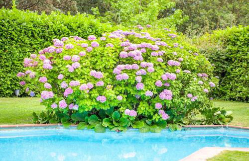 Gran Castanyer - Photo 15