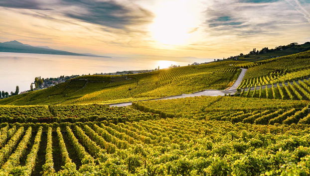 I vigneti di Lavaux