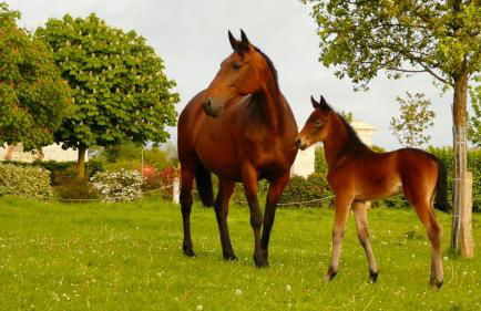 Le Gite de l'Etrier - Foto 14