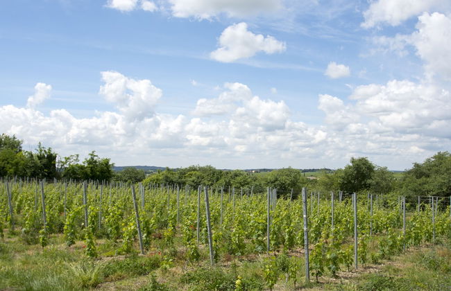 Tenuta EnGi - Foto 47