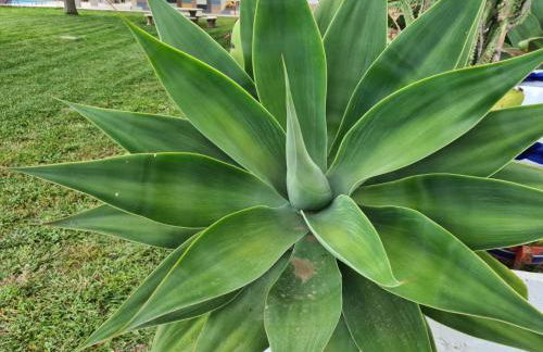 Finca Santo Domingo - Foto 10