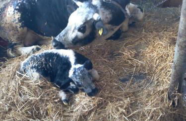 Hintnerhof - Photo 15