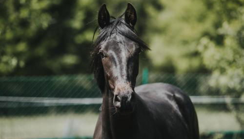 Pferdeidylle direkt neben Berlin in Dallgow - Foto 4