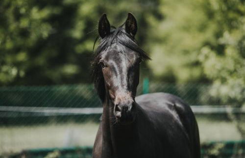Pferdeidylle direkt neben Berlin in Dallgow - Foto 4