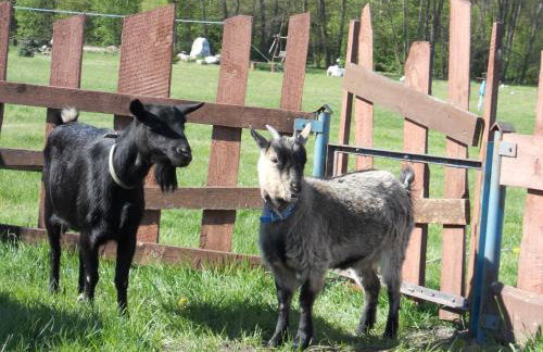Agroturystyka Borówka - Foto 38