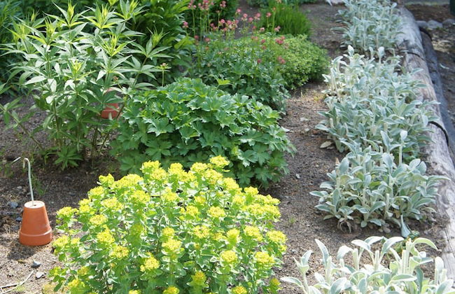 Phytoncide Morinokaori - Foto 27