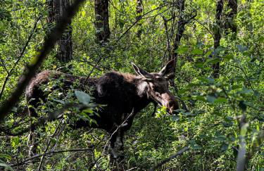 The Pines- Your Luxury Wallace Adventure Base - Foto 27