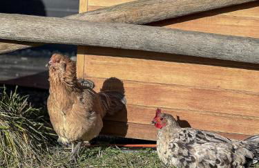 Blue Moon Tiny House Hot Tub & Sauna - Foto 23